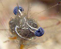Shrimp Eyeball by Luke Ho 